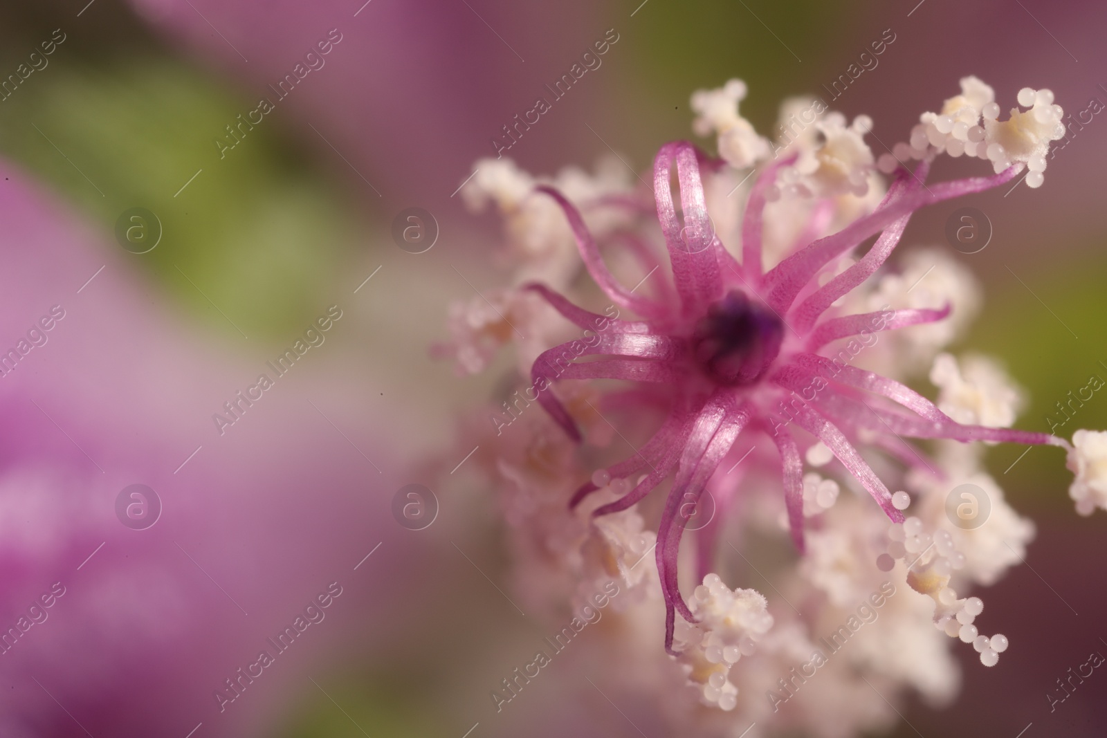 Photo of Beautiful violet Malva flower as background, macro view