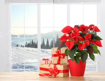 Christmas traditional poinsettia flower in pot and gifts boxes on table near window. Space for text