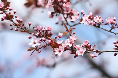 Photo of Beautiful spring pink blossoms on tree branches against blurred background