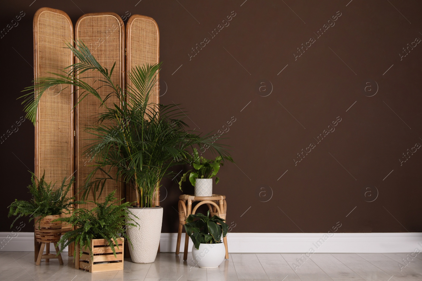 Photo of Many beautiful houseplants near brown wall indoors, space for text. Interior design