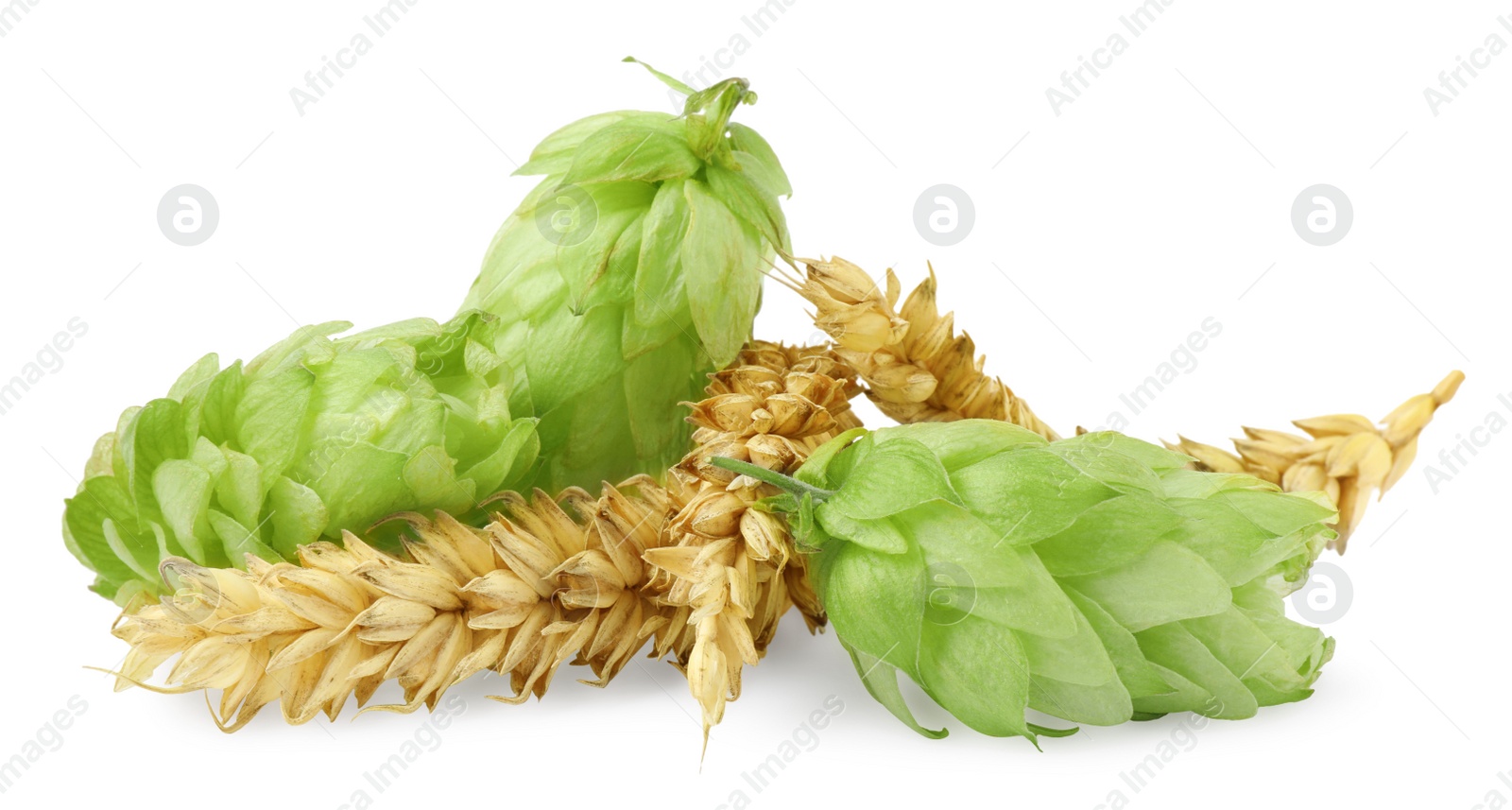 Photo of Fresh green hops and wheat spikes on white background