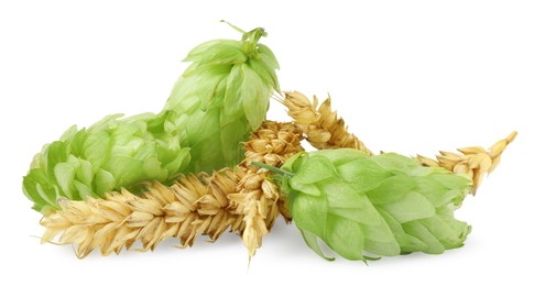 Photo of Fresh green hops and wheat spikes on white background