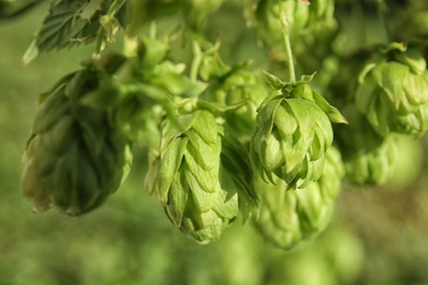 Photo of Fresh green hops on bine against blurred background. Beer production