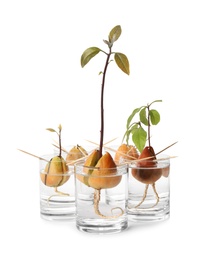 Photo of Glasses with sprouting avocado pits on white background