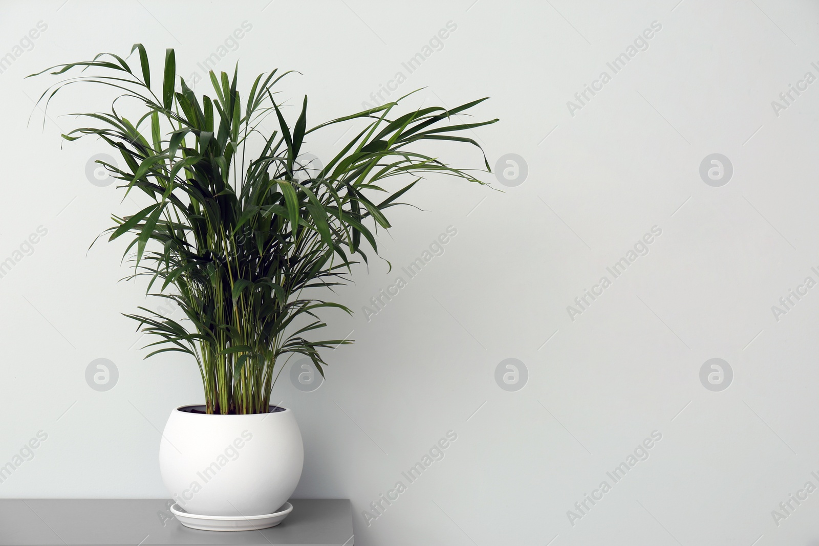 Photo of Exotic house plant in pot on table near grey wall. Space for text