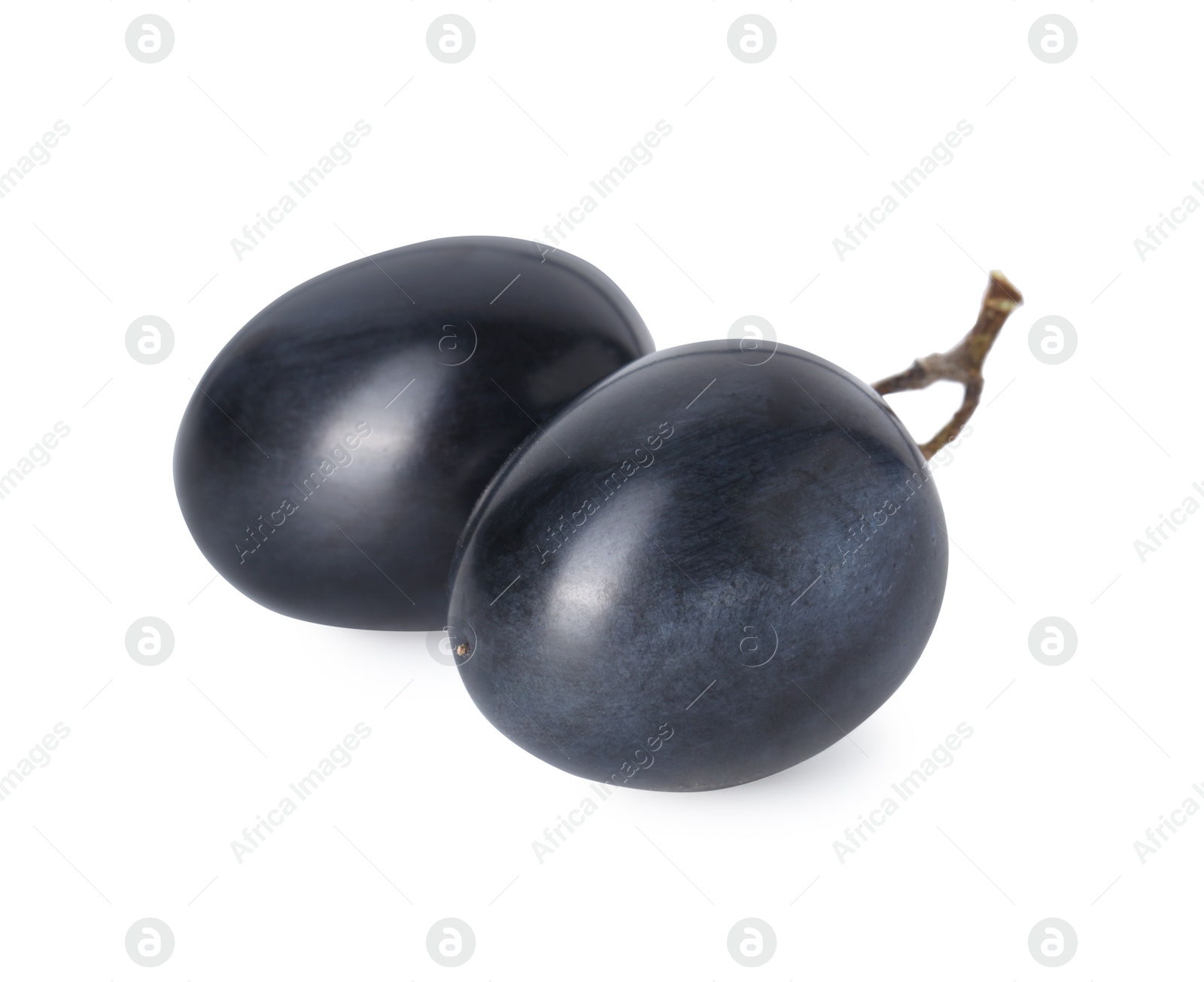 Photo of Two ripe dark blue grapes isolated on white