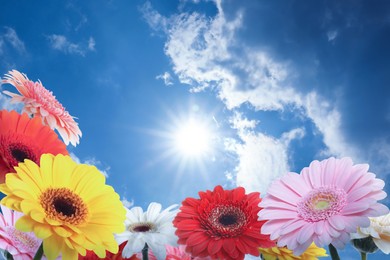 Many colorful gerbera flowers under blue sky on sunny day