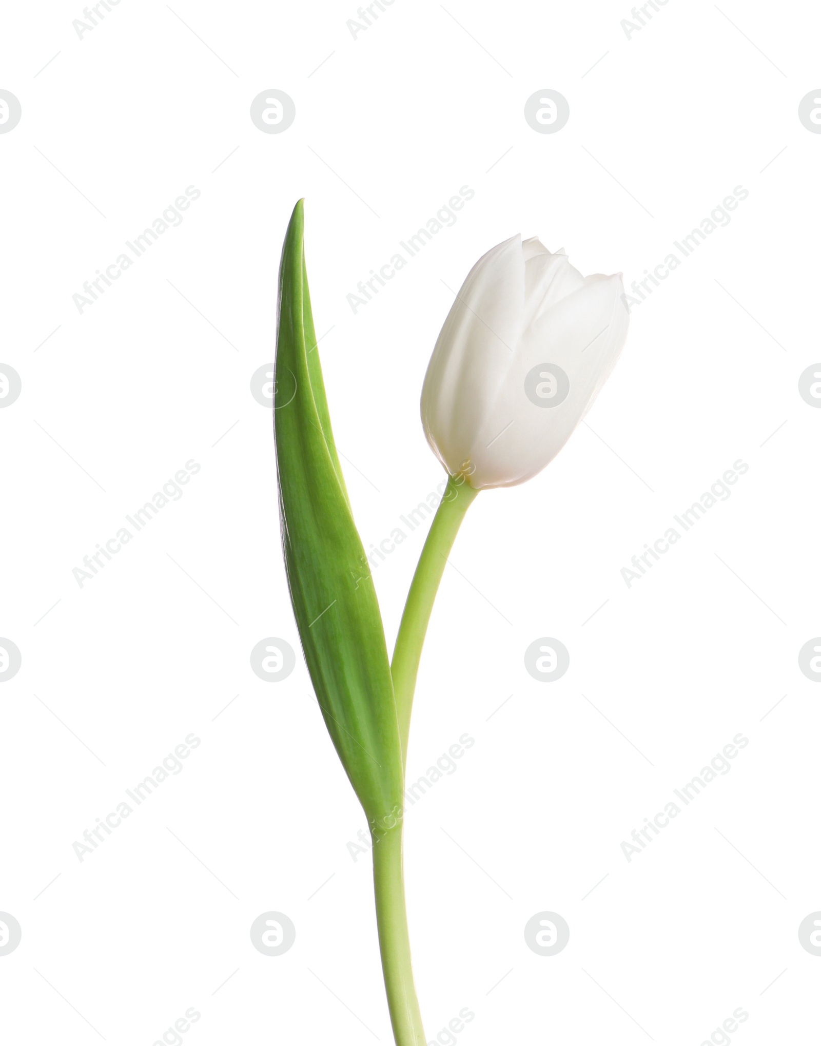 Photo of One beautiful delicate tulip isolated on white