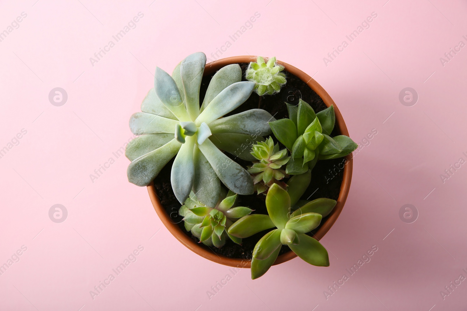 Photo of Beautiful potted echeveria on pink background, top view. Succulent plant