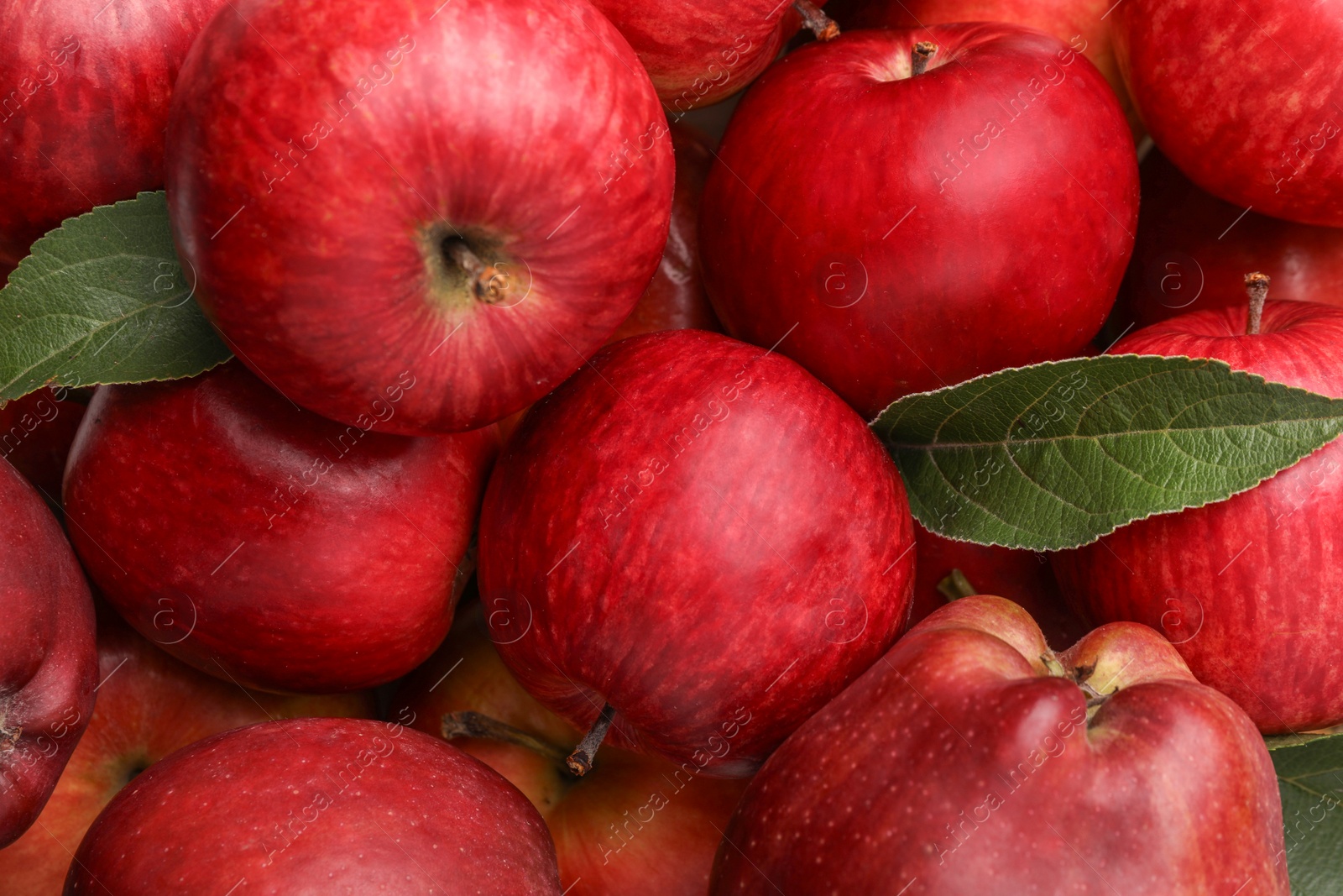 Photo of Fresh red apples and leaves as background, top view
