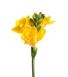 Beautiful yellow freesia flower isolated on white