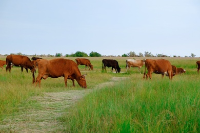 Photo of Beautiful cute cows grazing on green meadow