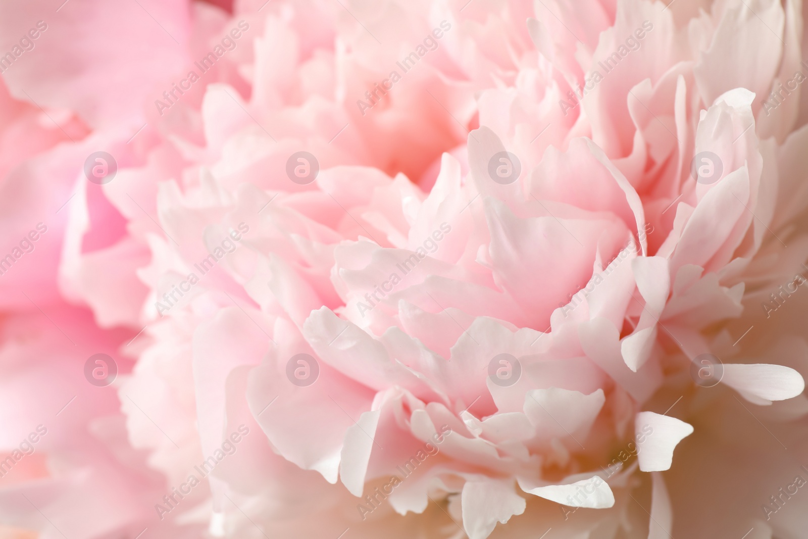 Photo of Beautiful blooming pink peony as background, closeup