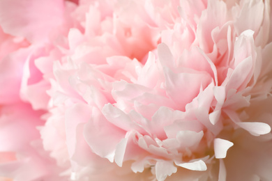 Photo of Beautiful blooming pink peony as background, closeup