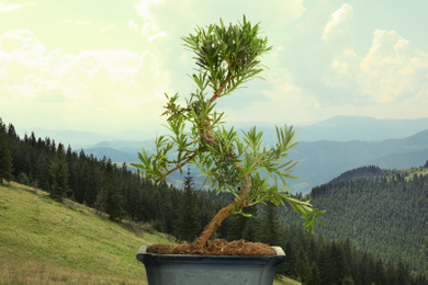 Image of Japanese bonsai plant against mountain landscape. Zen and harmony