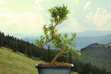 Japanese bonsai plant against mountain landscape. Zen and harmony