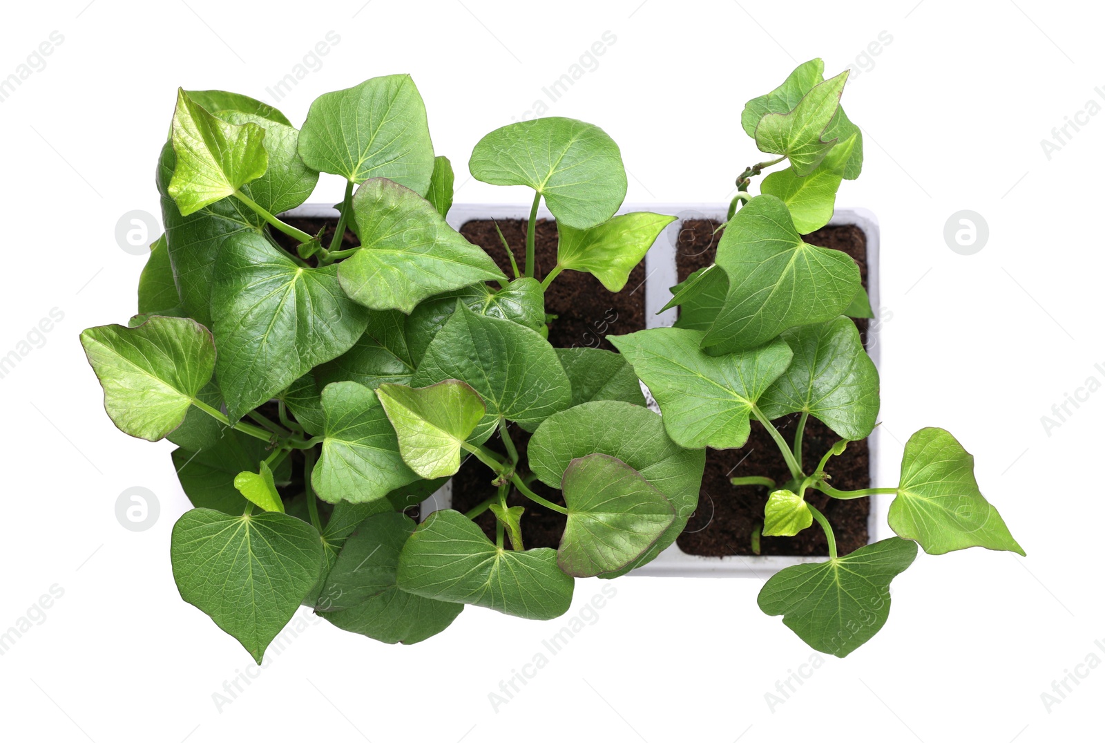 Photo of Seedlings growing in plastic container with soil isolated on white, top view. Gardening season