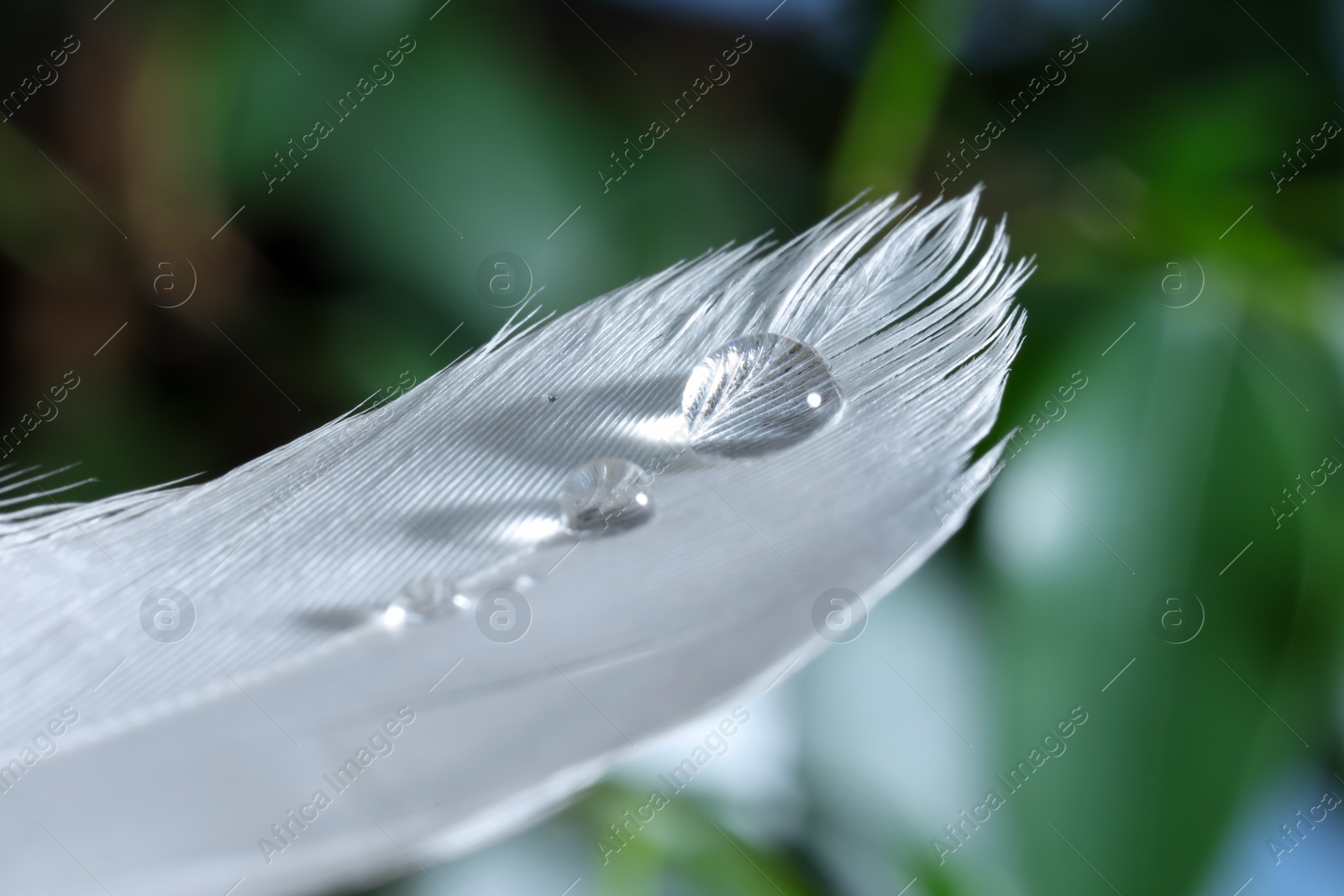 Photo of Macro photo of water drops on white feather against blurred background
