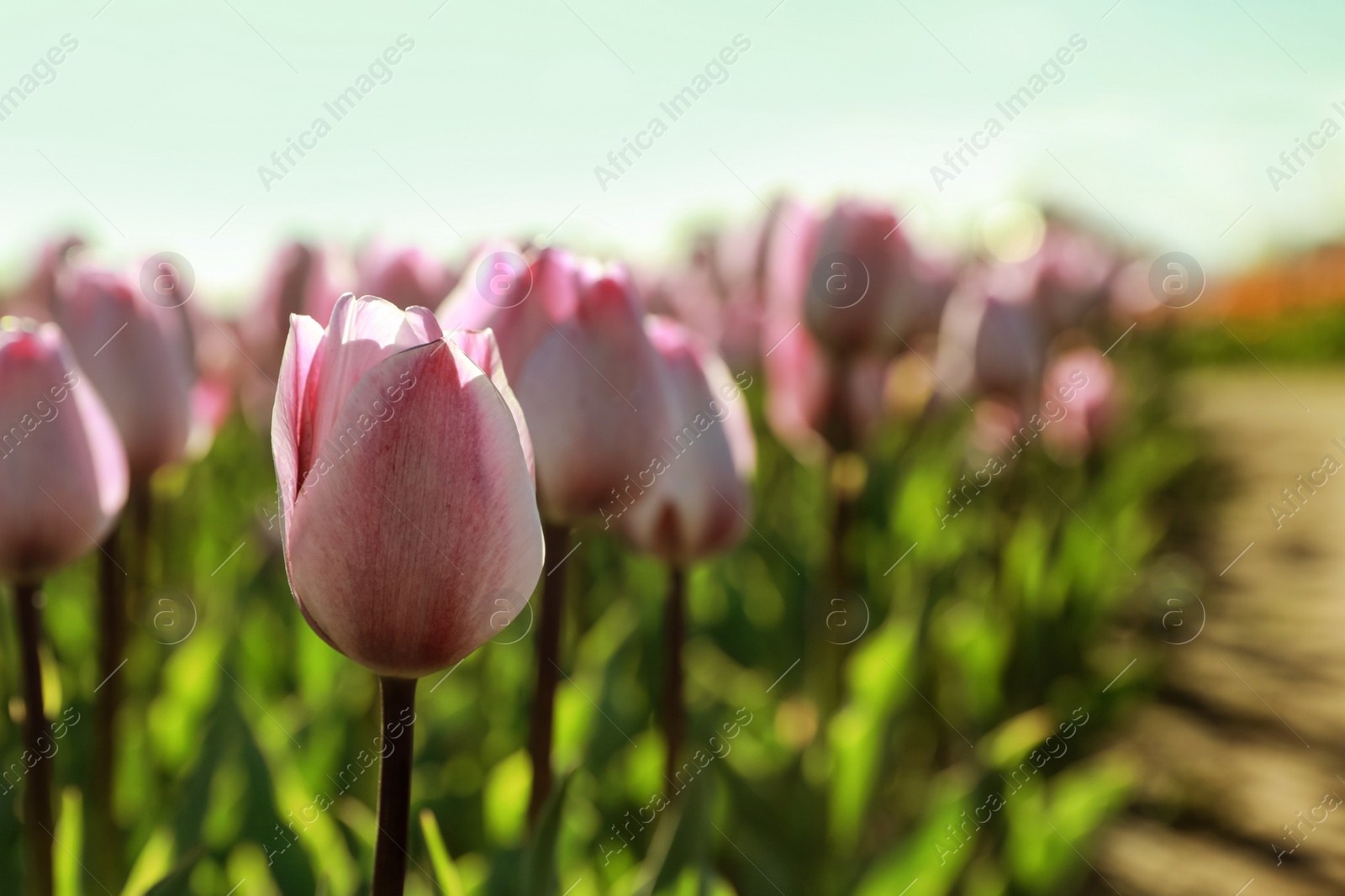 Photo of Blossoming tulips in field on sunny day, closeup. Space for text