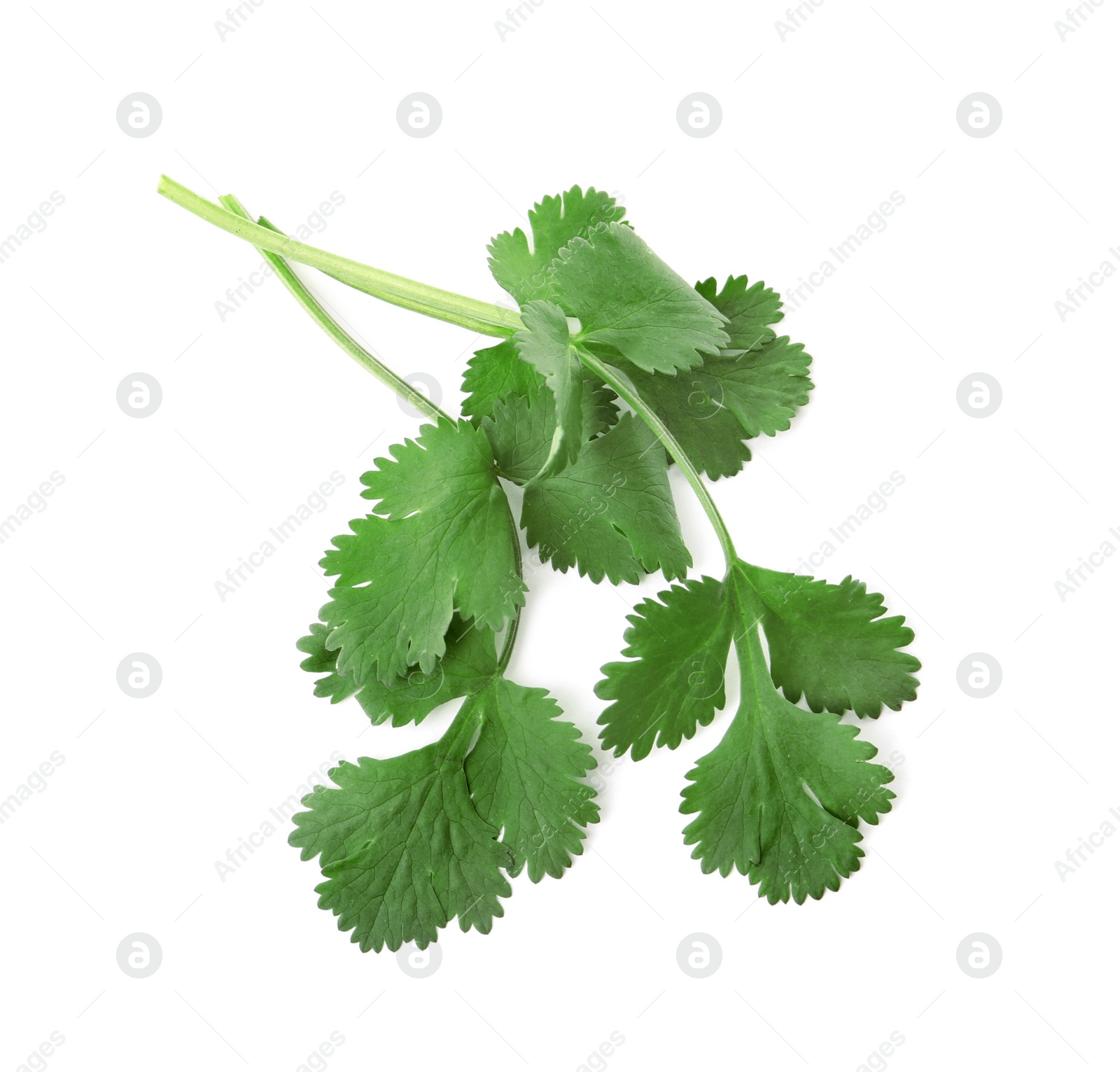 Photo of Aromatic fresh green cilantro isolated on white, top view