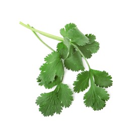 Aromatic fresh green cilantro isolated on white, top view