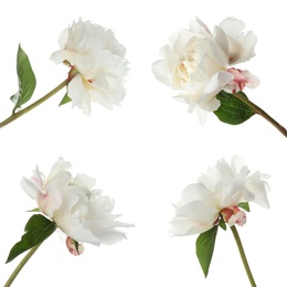 Image of Set of beautiful peony flowers on white background