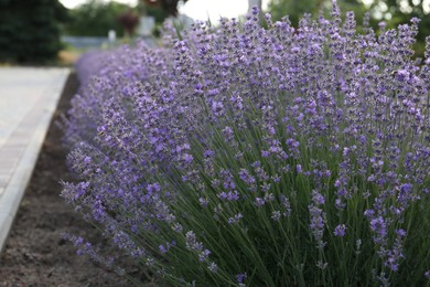Photo of Beautiful blooming lavender plants growing in park