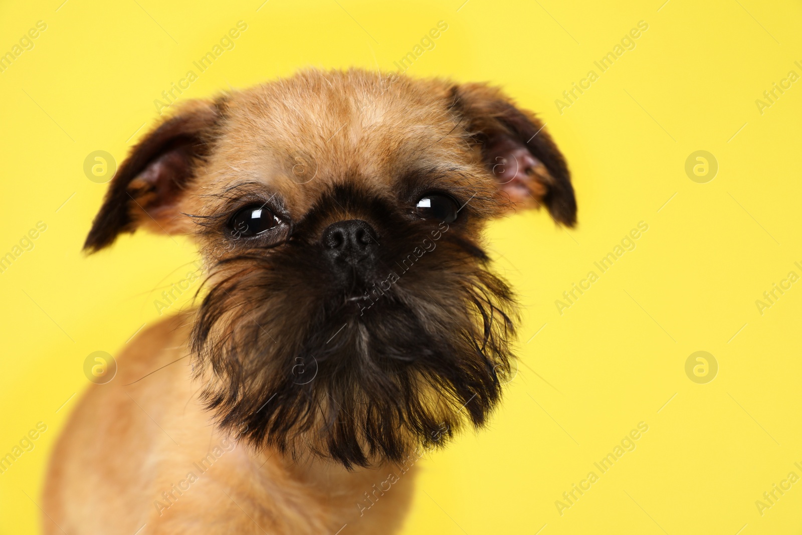 Photo of Studio portrait of funny Brussels Griffon dog looking into camera on color background