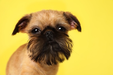 Studio portrait of funny Brussels Griffon dog looking into camera on color background