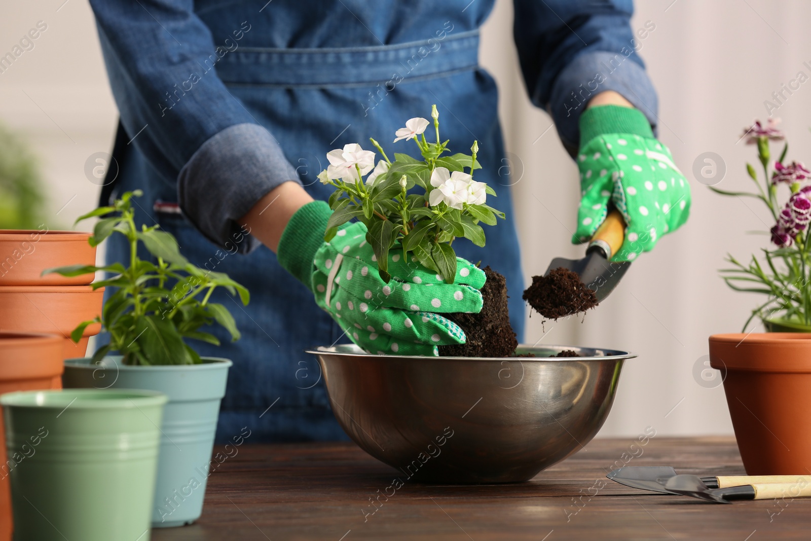 Photo of Woman transplanting houseplants into flower pots at wooden table indoors, closeup