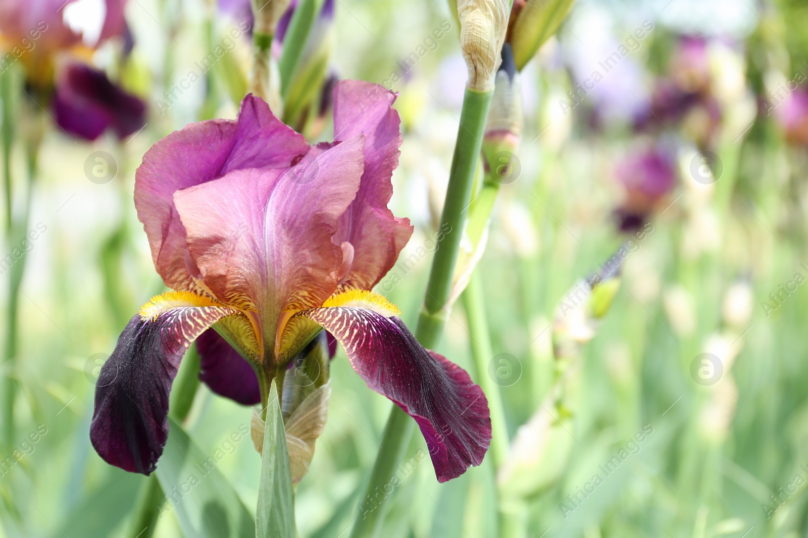 Photo of Beautiful blossoming iris flower outdoors, closeup view