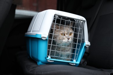 Travel with pet. Cute cat in carrier inside car