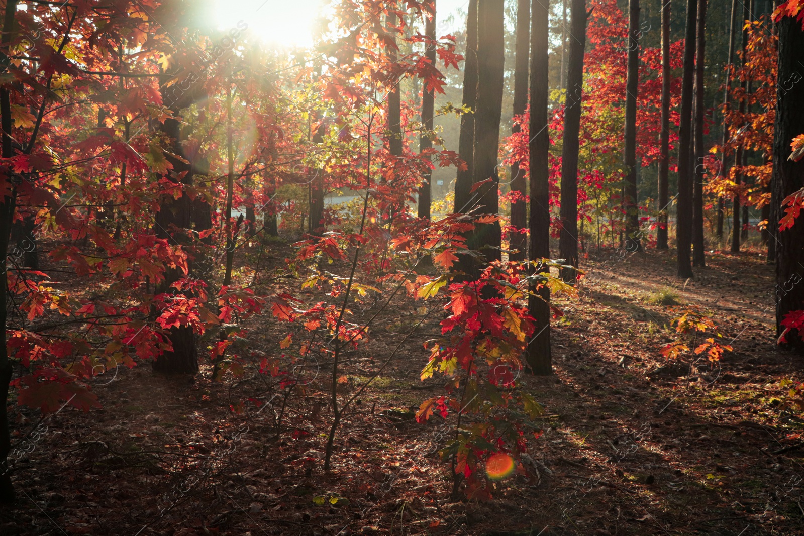 Photo of Picturesque view of forest with trees on sunny day. Autumn season