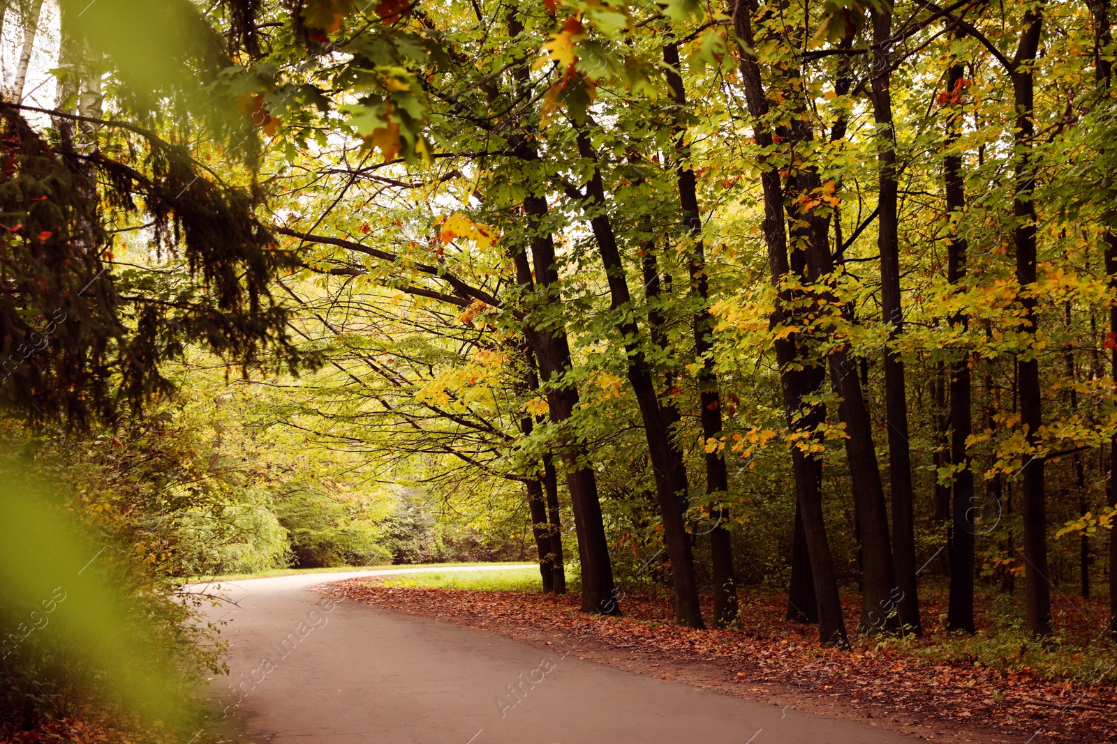 Photo of Beautiful view of park with trees on autumn day