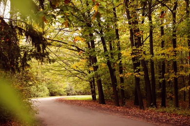 Photo of Beautiful view of park with trees on autumn day