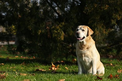 Photo of Yellow Labrador sitting in park on sunny day
