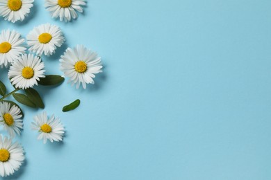 Photo of Many beautiful daisy flowers and leaves on light blue background, flat lay. Space for text