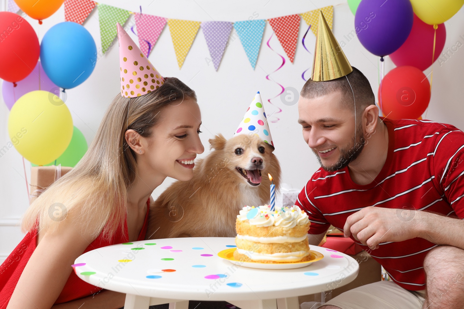 Photo of Happy couple celebrating their pet's birthday in decorated room