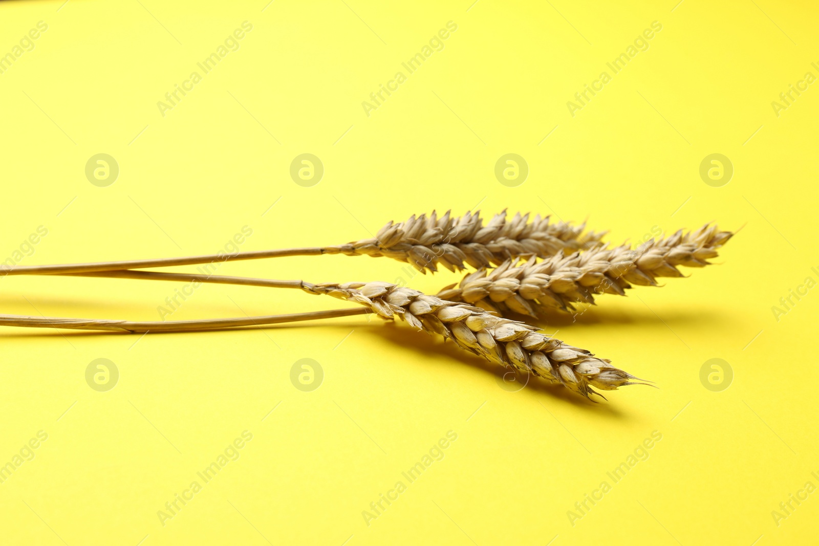 Photo of Dried ears of wheat on yellow background