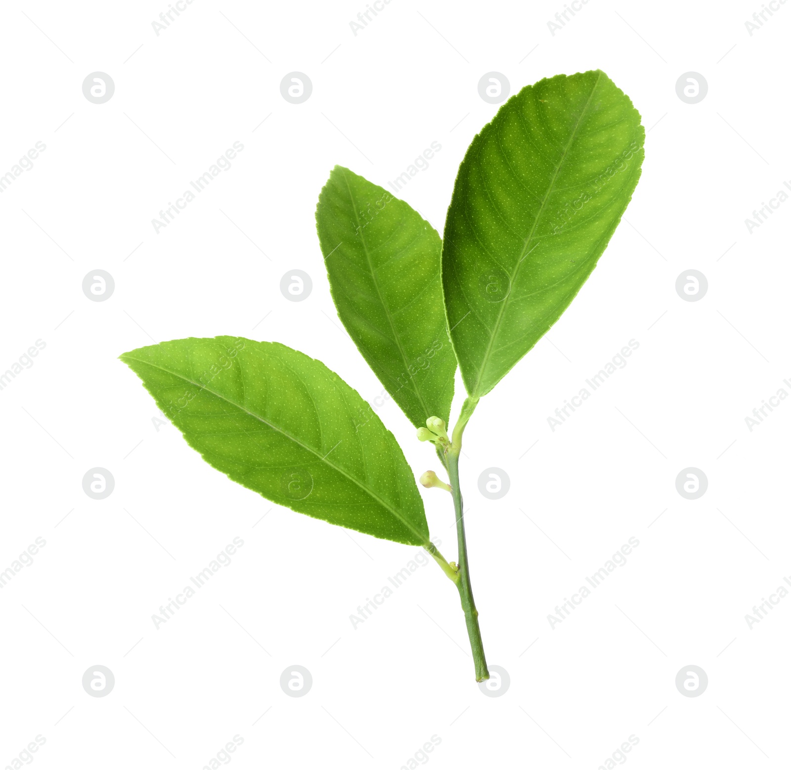 Photo of Fresh twig with green citrus leaves isolated on white