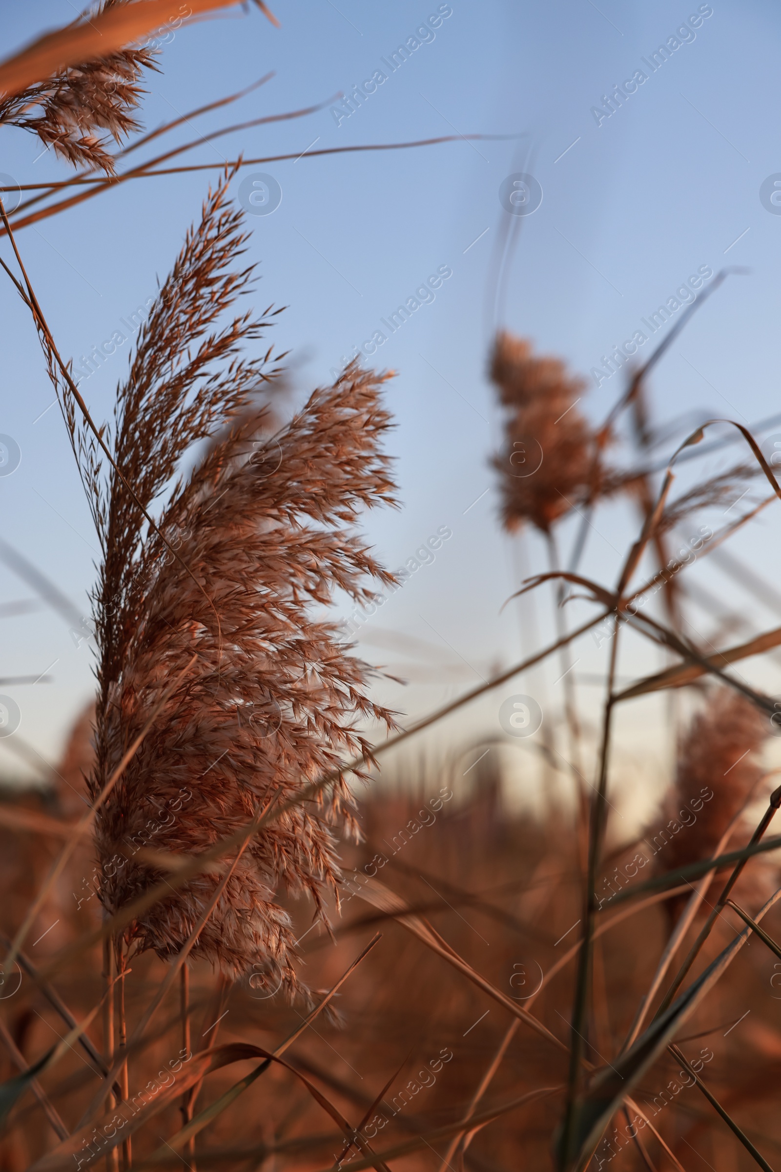 Photo of Beautiful reed plant against blue sky, closeup