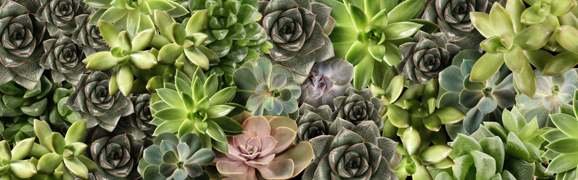 Image of Different beautiful succulents as background, top view. Banner design