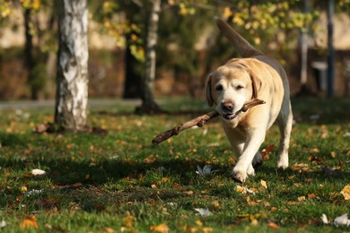 Photo of Yellow Labrador fetching stick in park on sunny day