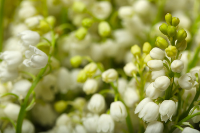 Beautiful lily of the valley flowers as background, closeup