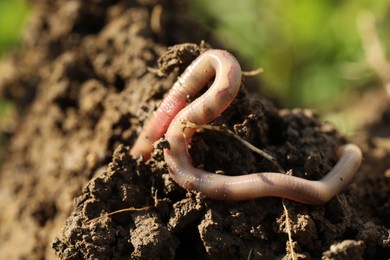 Photo of One worm crawling in wet soil on sunny day, closeup