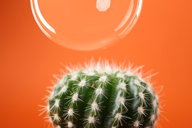 Image of Soap bubble near cactus on orange background