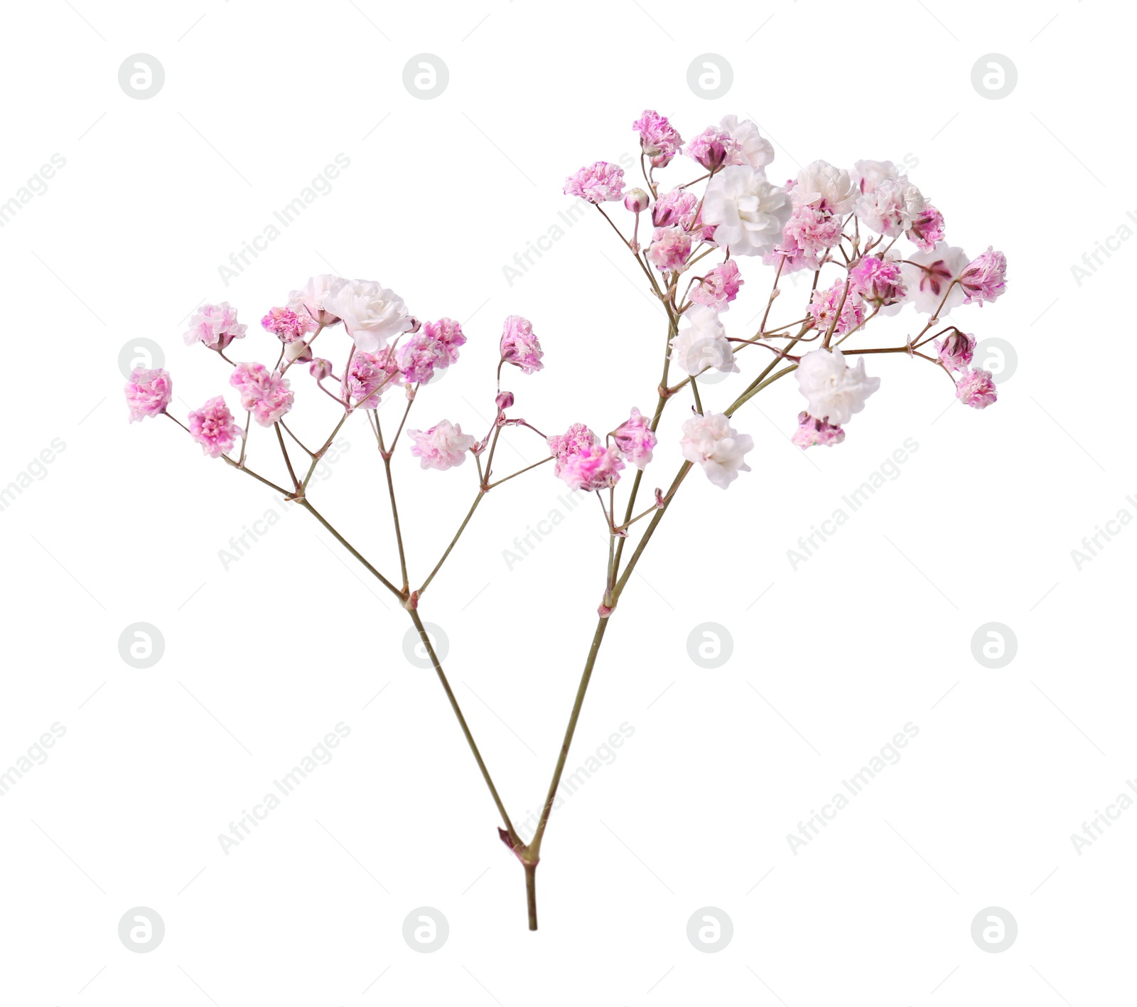 Photo of Beautiful color gypsophila twig isolated on white