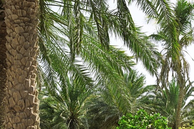 Beautiful palms and exotic plants with green leaves outdoors on sunny day