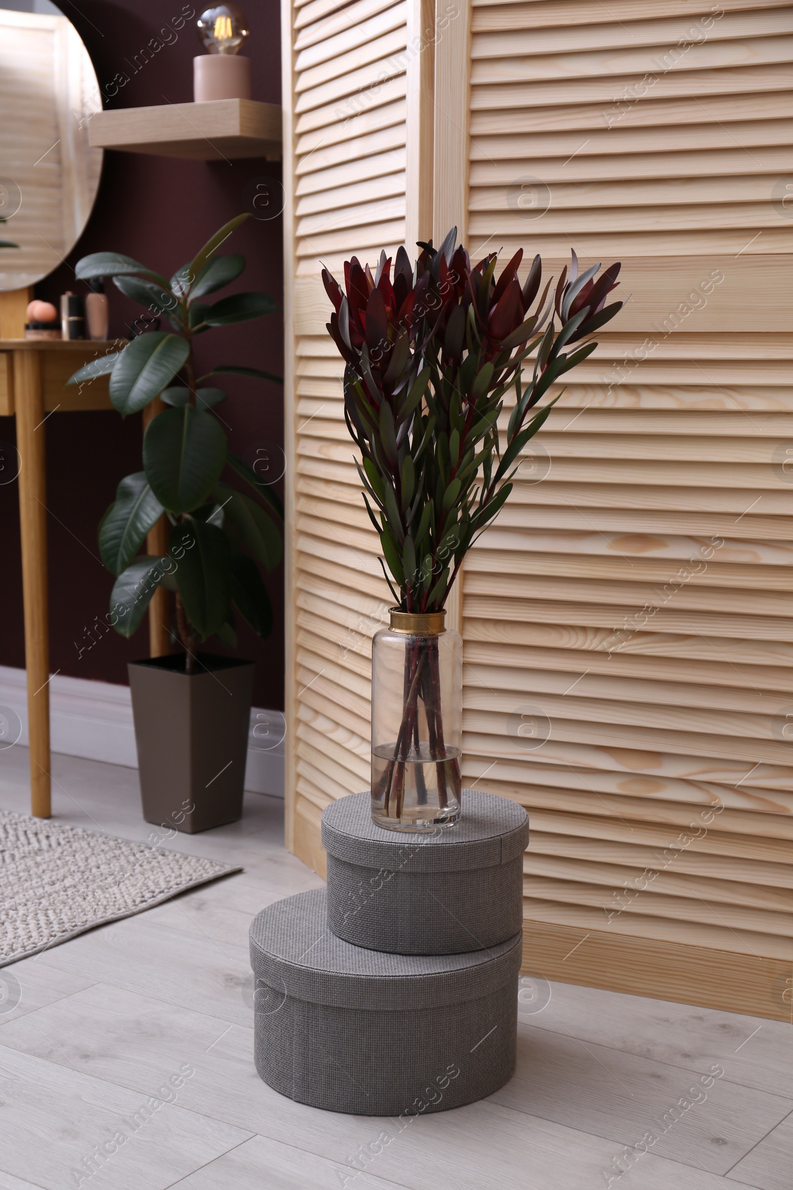 Photo of Beautiful protea plant in room with wooden dressing table