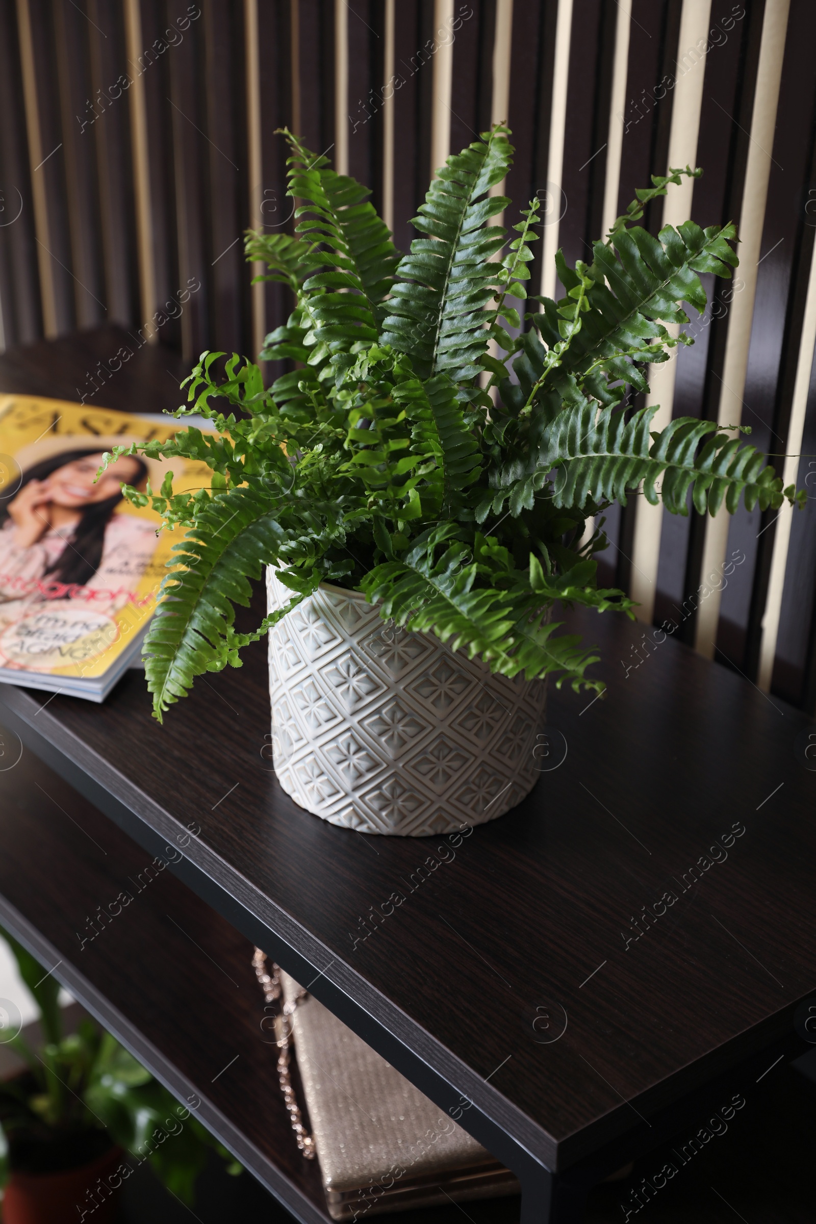 Photo of Beautiful potted fern and magazines on black table near striped wall